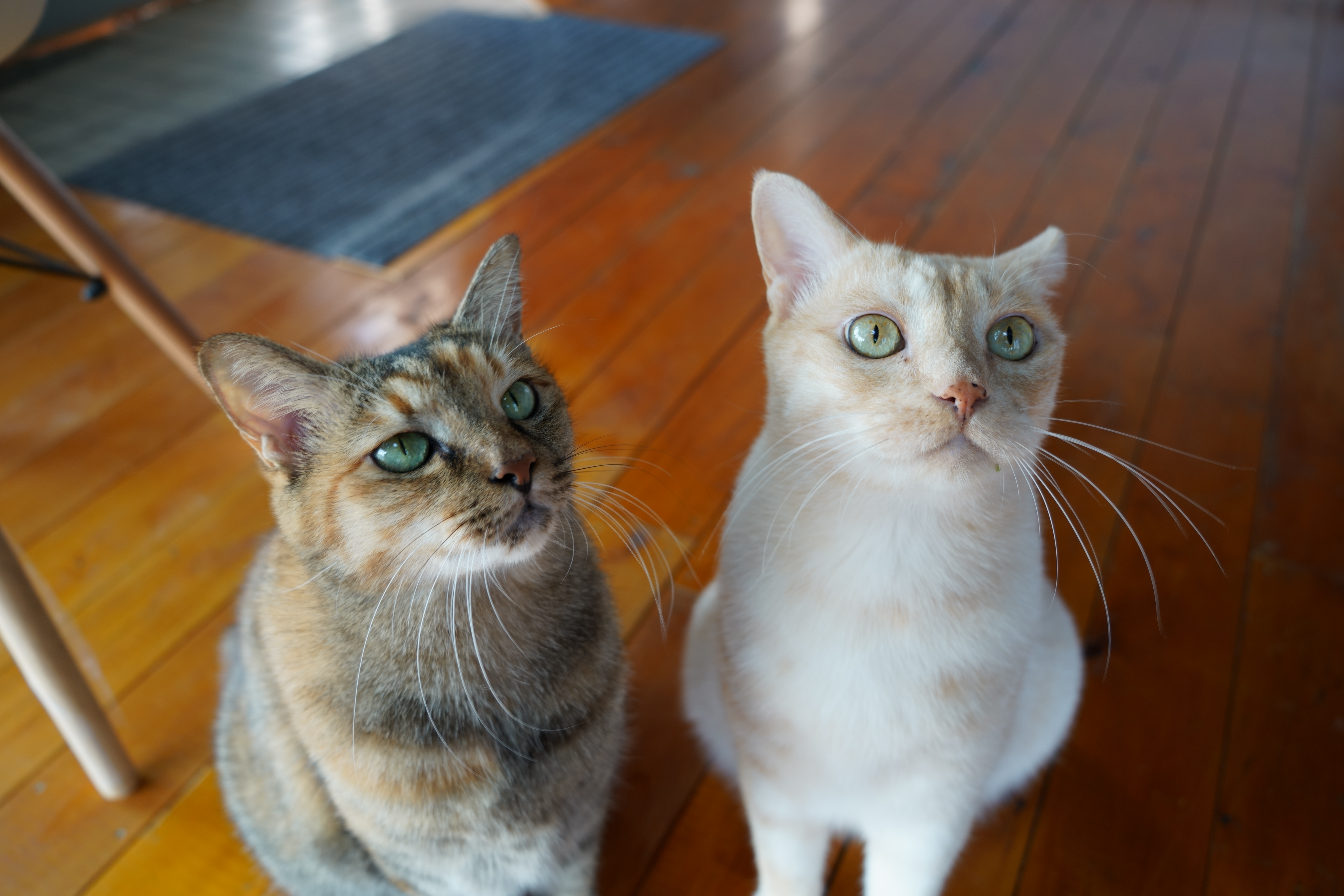 �}�X�R�b�g�L�Љ�